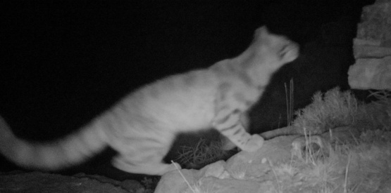 Vuelven a divisar en Mendoza gatos andinos, los felinos más amenazados de América